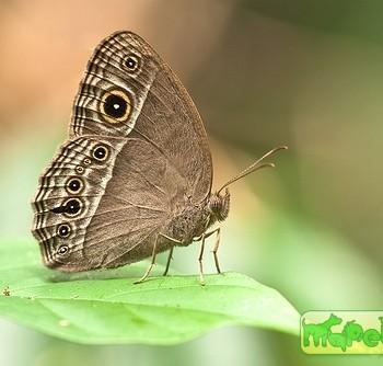 mycalesis intermedia