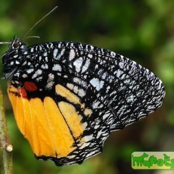 Elymnias vasudeva