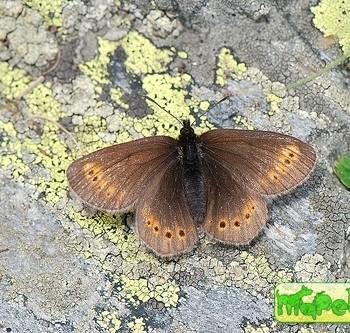 erebia flavofasciata