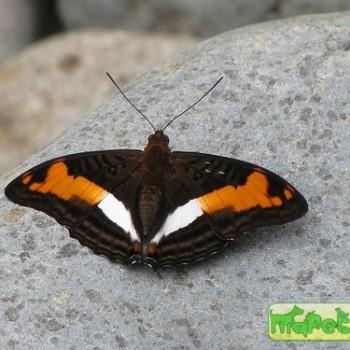 Adelpha capucinus
