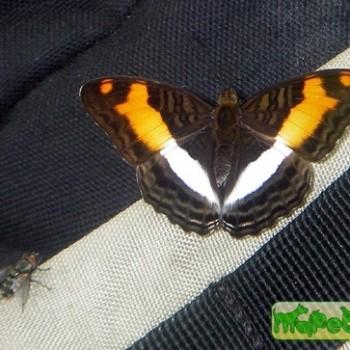 Adelpha jordani