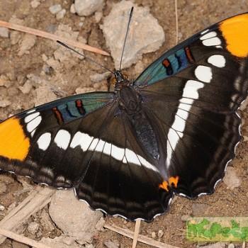 Adelpha bredowii