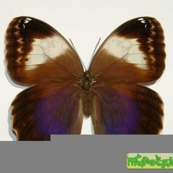 Caligo martia