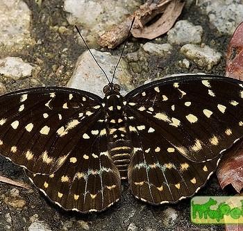 Lexias canescens