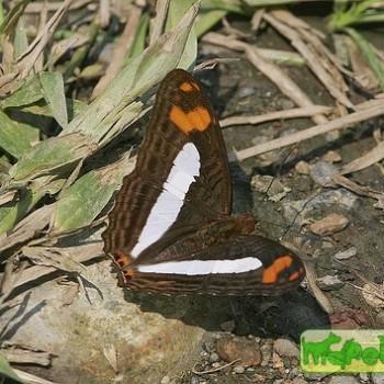 Adelpha barnesia