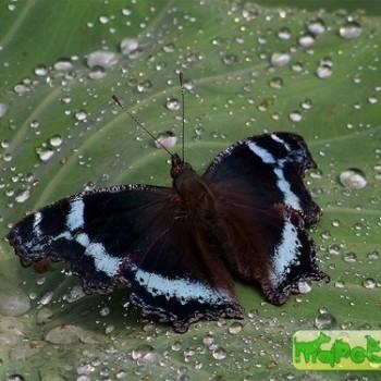 Nymphalis canace
