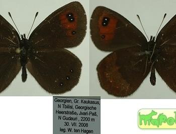Erebia melancholica