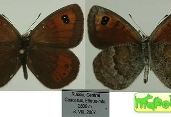Erebia graucasica