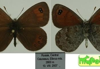 Erebia iranica