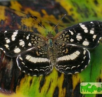 Anthanassa ptolyca