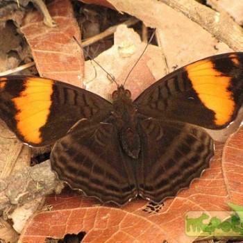 Adelpha boreas