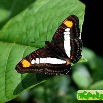 Adelpha serpa