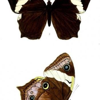 Neorina patria