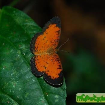 Mazia amazonica