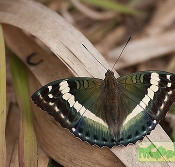 Euthalia franciae