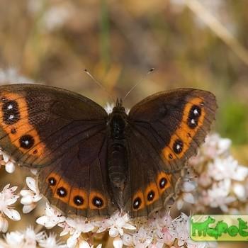 erebia palarica