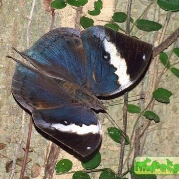 Kallima albofasciata