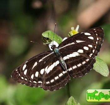 Neptis nata