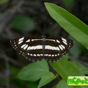 Neptis duryodana