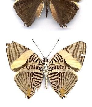 Colobura annulata