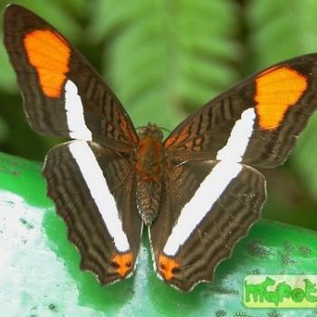 Adelpha abia