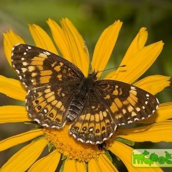 Chlosyne nycteis