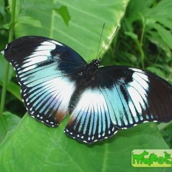 Hypolimnas monteironis