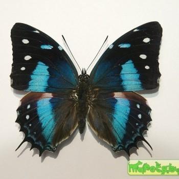 Baeotus japetus