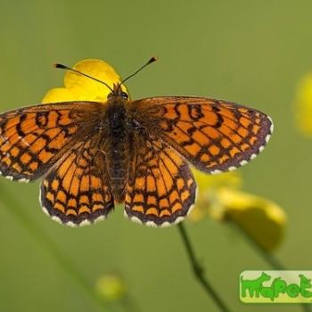 melitaea parthenoides