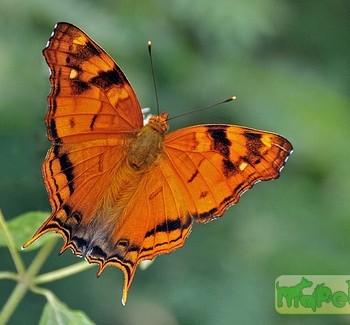 Hypanartia paullus