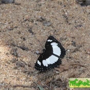 Neptis saclava