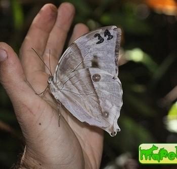 Zeuxidia aurelius