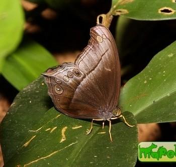Coelites epiminthia