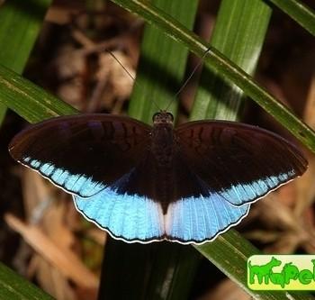 Tanaecia iapis