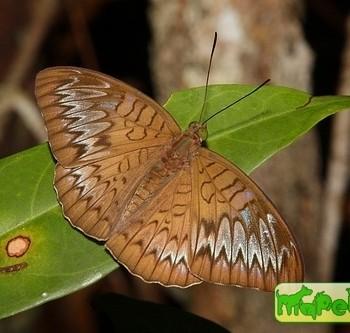 Tanaecia pelea