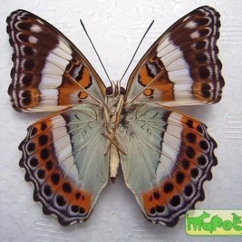 Limenitis staudingeri