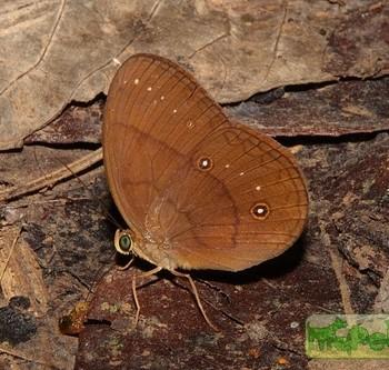 Faunis gracilis