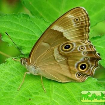 Lethe sicelis