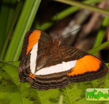 Adelpha plesaure