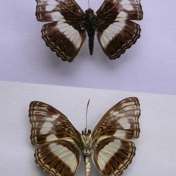 Pseudathyma plutonica