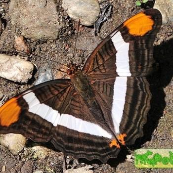 Adelpha fessonia