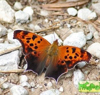 Polygonia interrogationis