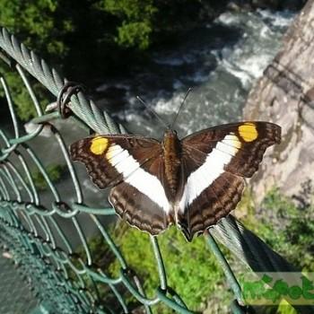 Adelpha basiloides