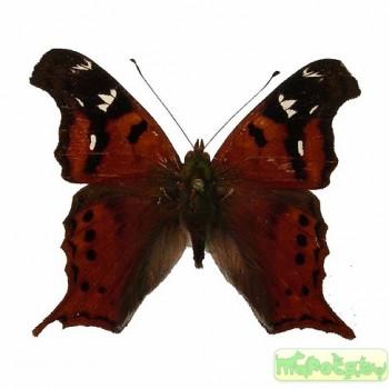 Hypanartia christophori