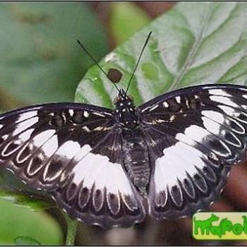 Euptera kinugnana