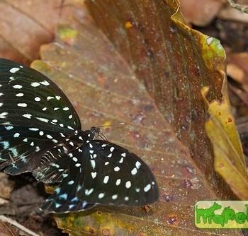 Lexias cyanipardus