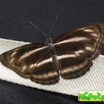Neptis nashona