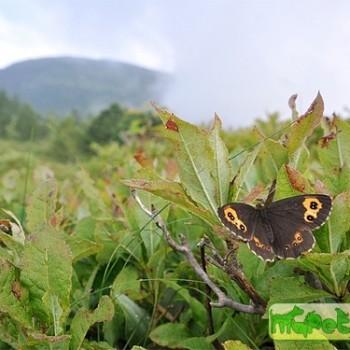 Erebia neriene