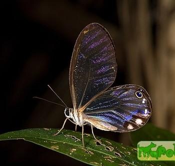 Cithaerias andromeda
