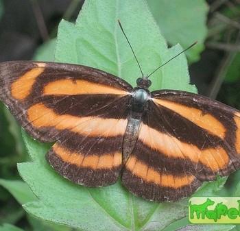 Neptis zaida
